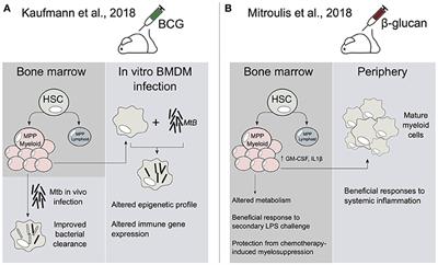 Lnc-ing Trained Immunity to Chromatin Architecture